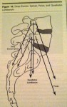lumbar spine muscles