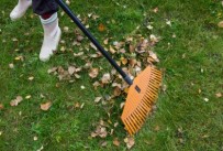 Leaves are Falling: Things to consider when raking them up.